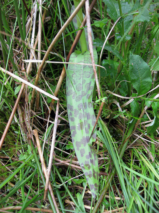 Image of Dactylorhiza majalis specimen.