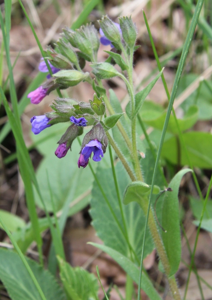 Image of Pulmonaria angustifolia specimen.