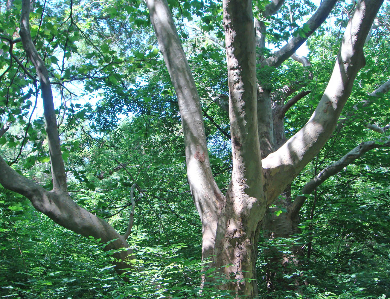 Изображение особи Platanus occidentalis.