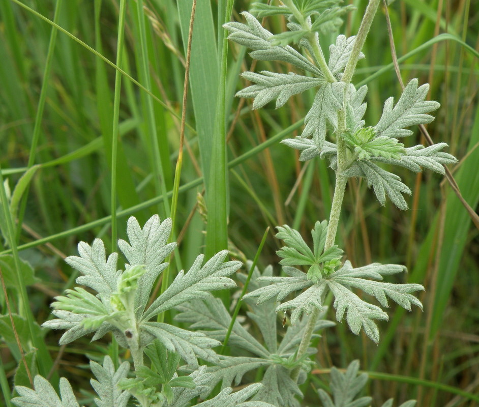 Изображение особи Potentilla impolita.