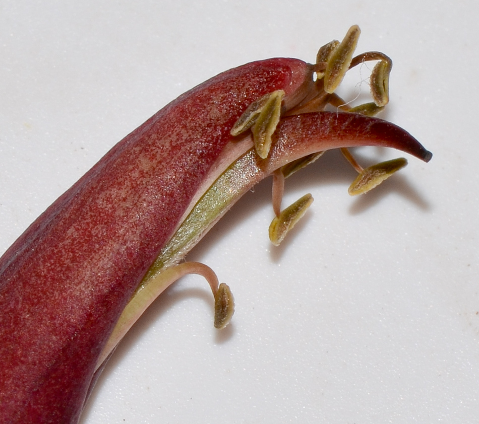 Image of Erythrina crista-galli specimen.