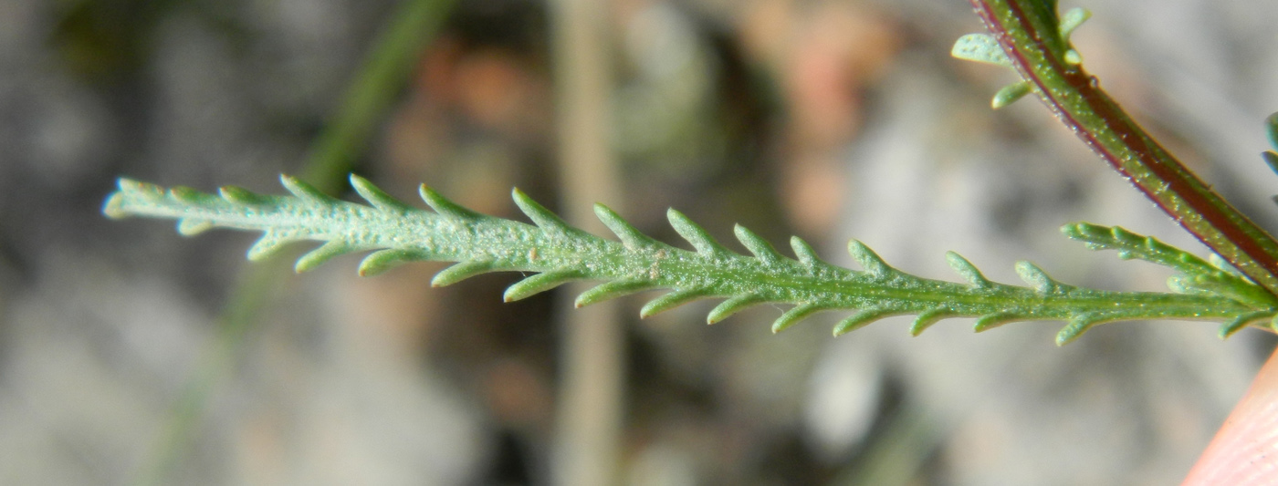 Image of Achillea glaberrima specimen.