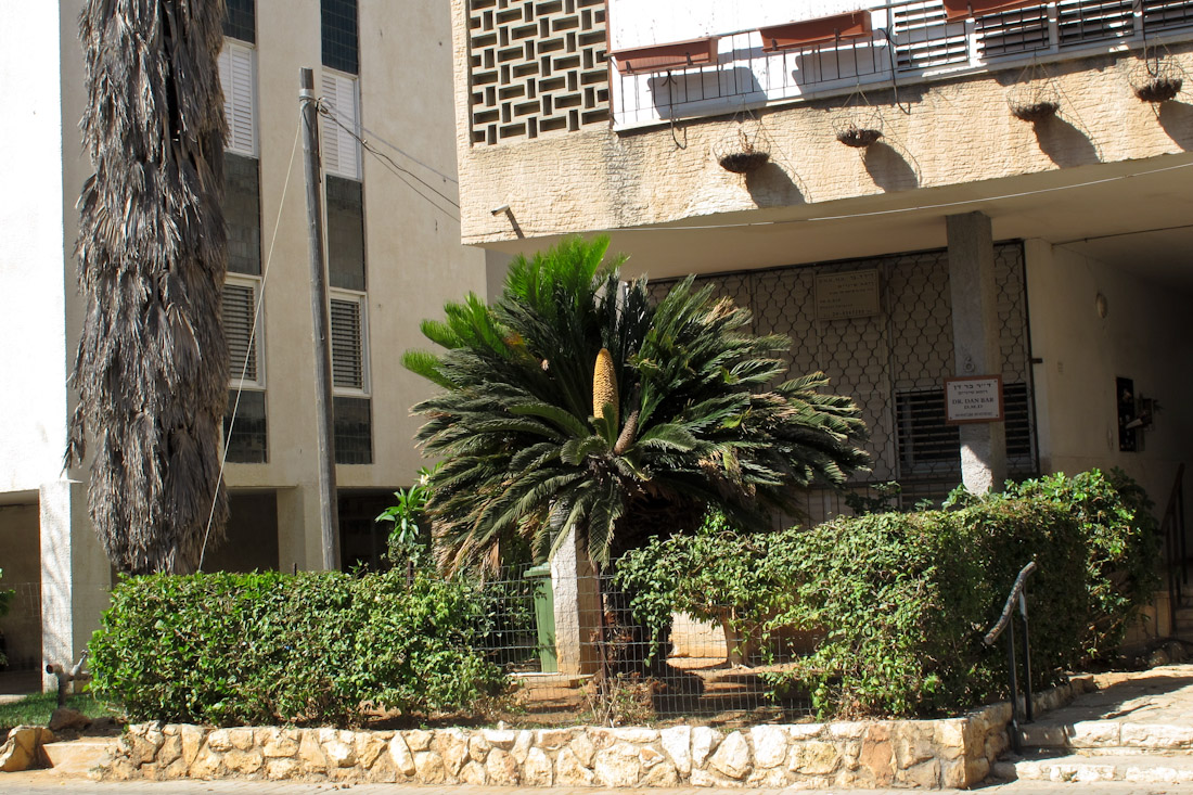 Image of Cycas revoluta specimen.