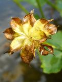 Caltha palustris