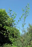 genus Salix. Ветви. Абхазия, Гагрский р-н, берег р. Бзып. 13.06.2012.