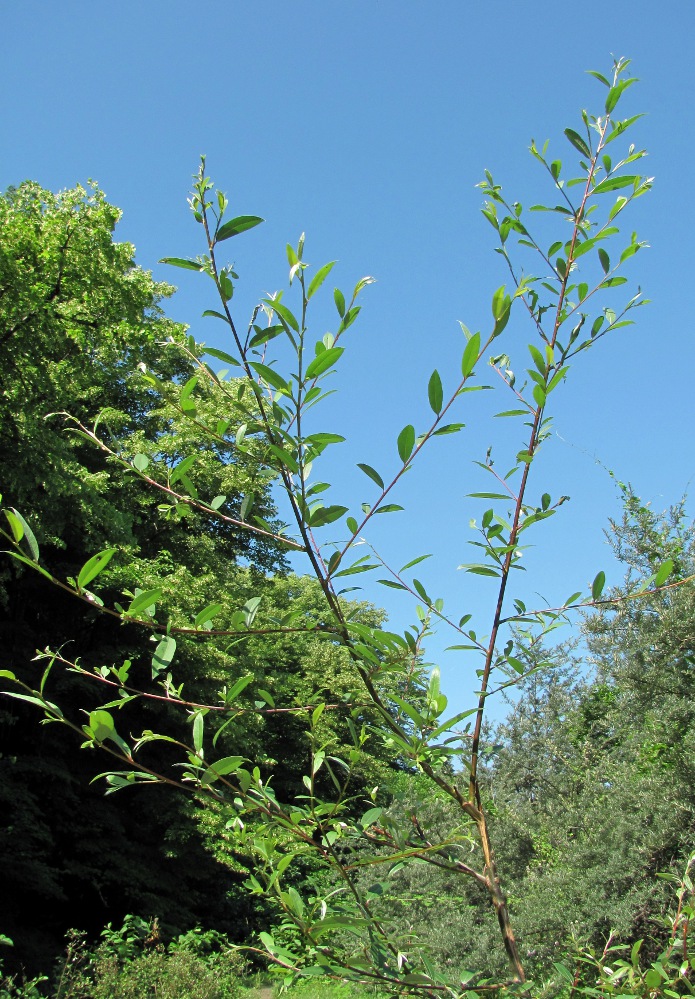 Image of genus Salix specimen.