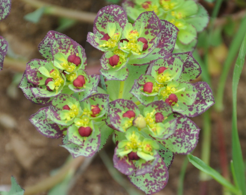 Image of Euphorbia helioscopia specimen.