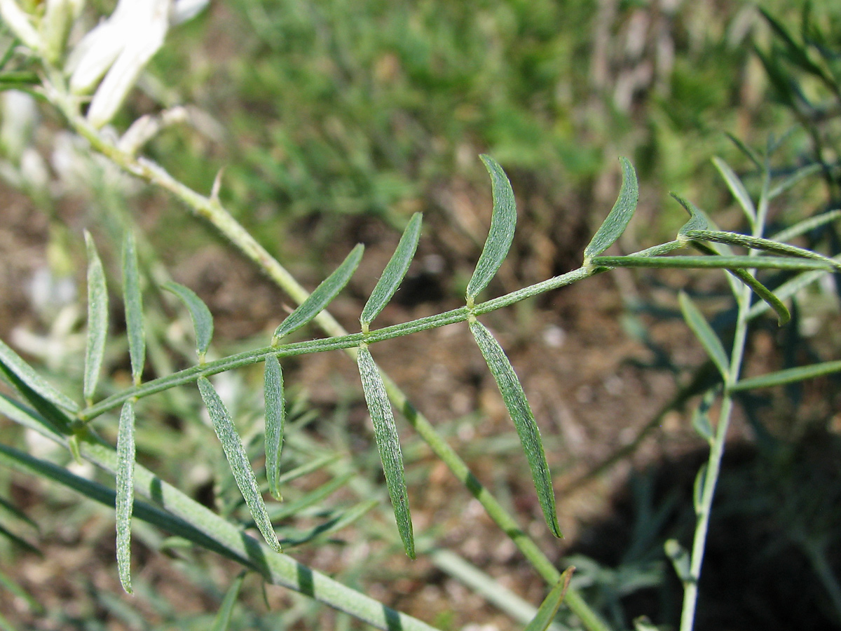 Image of Astragalus varius specimen.