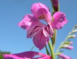 Gladiolus imbricatus