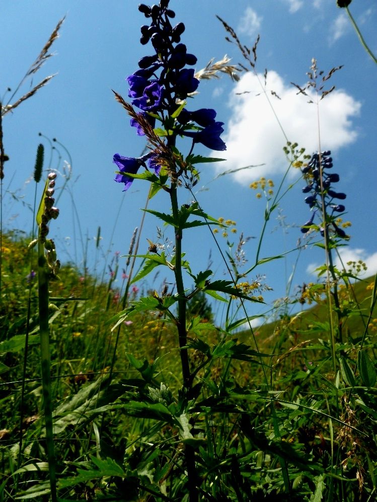 Изображение особи Delphinium flexuosum.