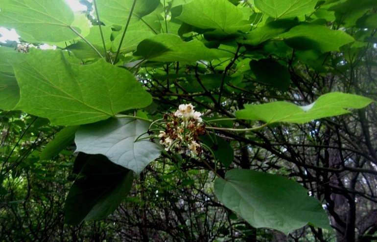 Image of Catalpa ovata specimen.