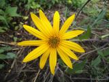 Helianthus tuberosus