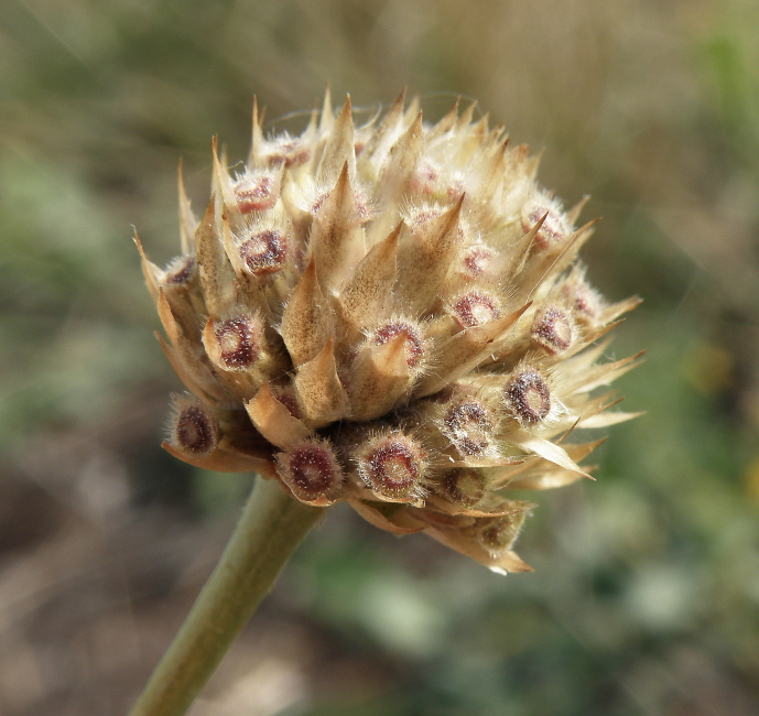 Image of Cephalaria uralensis specimen.