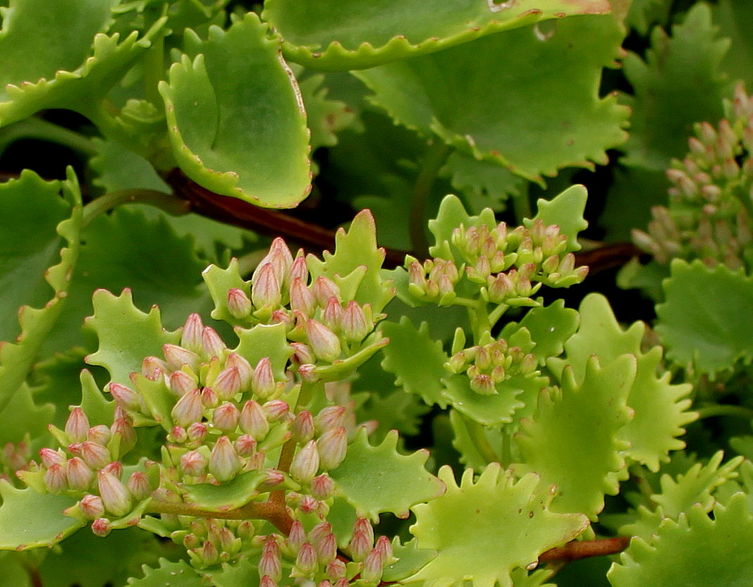 Image of Hylotelephium populifolium specimen.