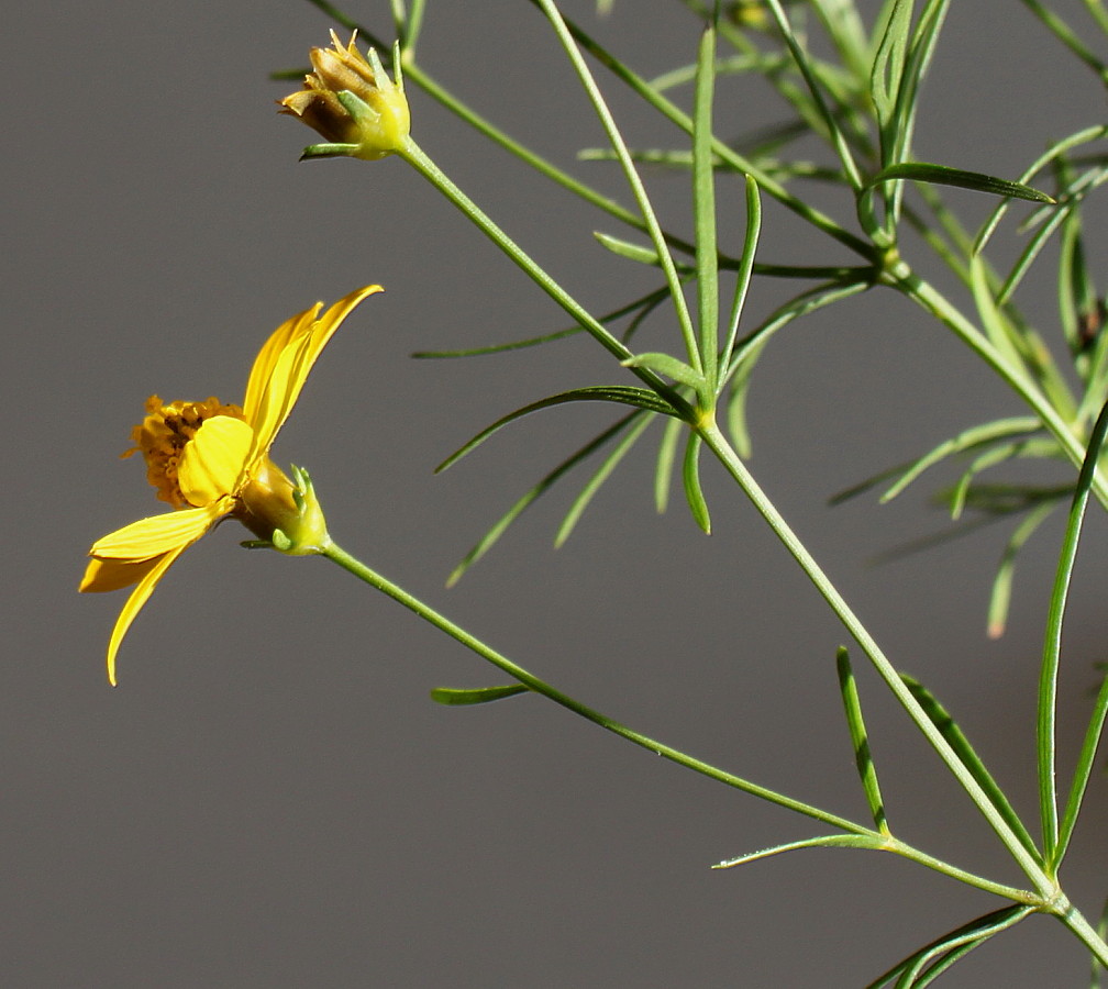 Изображение особи Coreopsis verticillata.