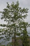 Quercus phellos. Крона молодого дерева. Нидерланды, г. Venlo, \"Floriada 2012\". 11.09.2012.