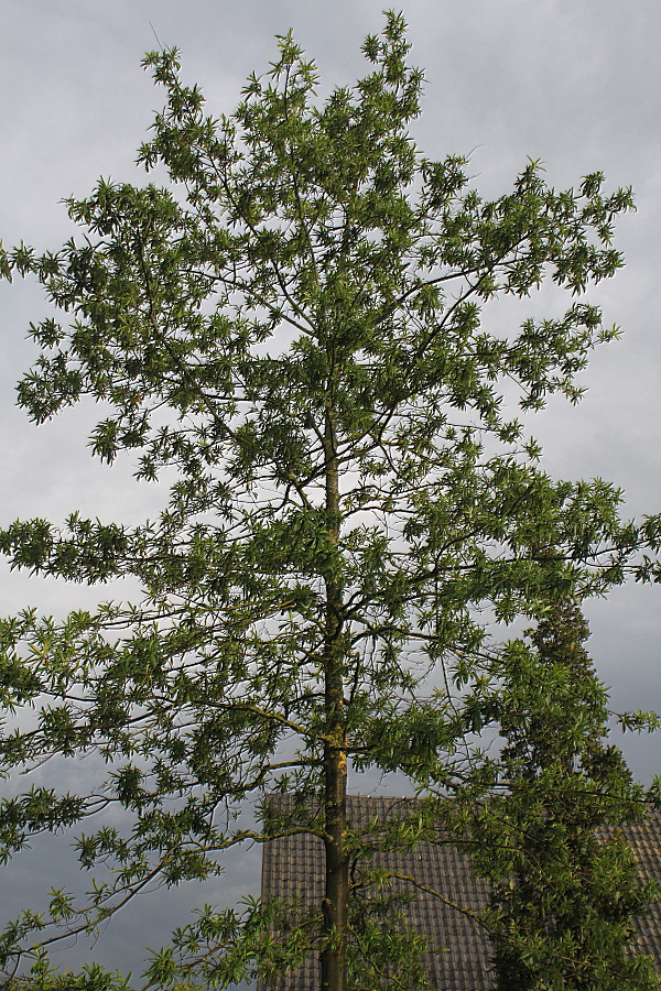 Изображение особи Quercus phellos.