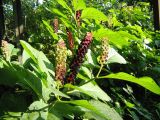 Phytolacca acinosa