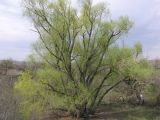 Salix euxina. Цветущее дерево в овраге. Саратовская обл., Саратовский р-н. 21 апреля 2012 г.