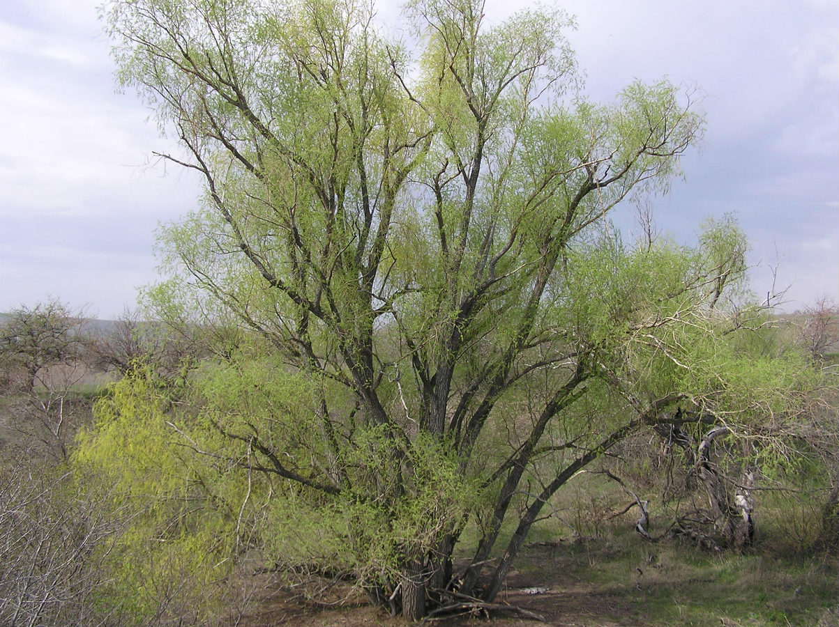 Image of Salix euxina specimen.