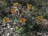 Euphorbia volgensis. Плодоносящее растение. Саратовская обл., Саратовский р-н, на мергелистом склоне южной экспозиции. 9 июня 2012 г.