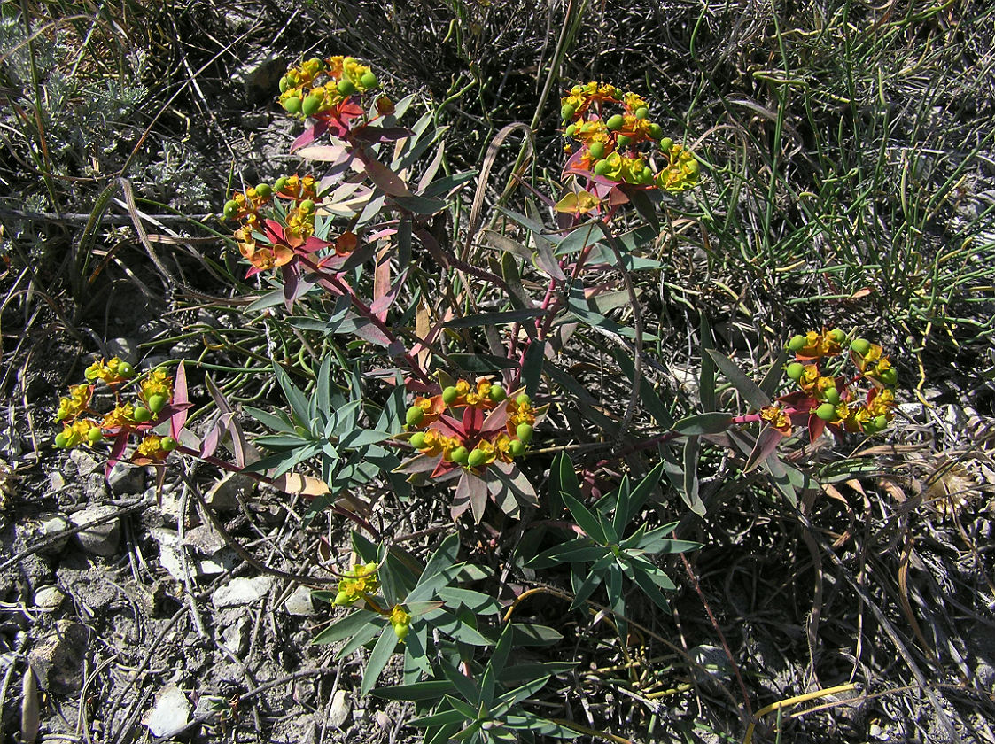 Изображение особи Euphorbia volgensis.