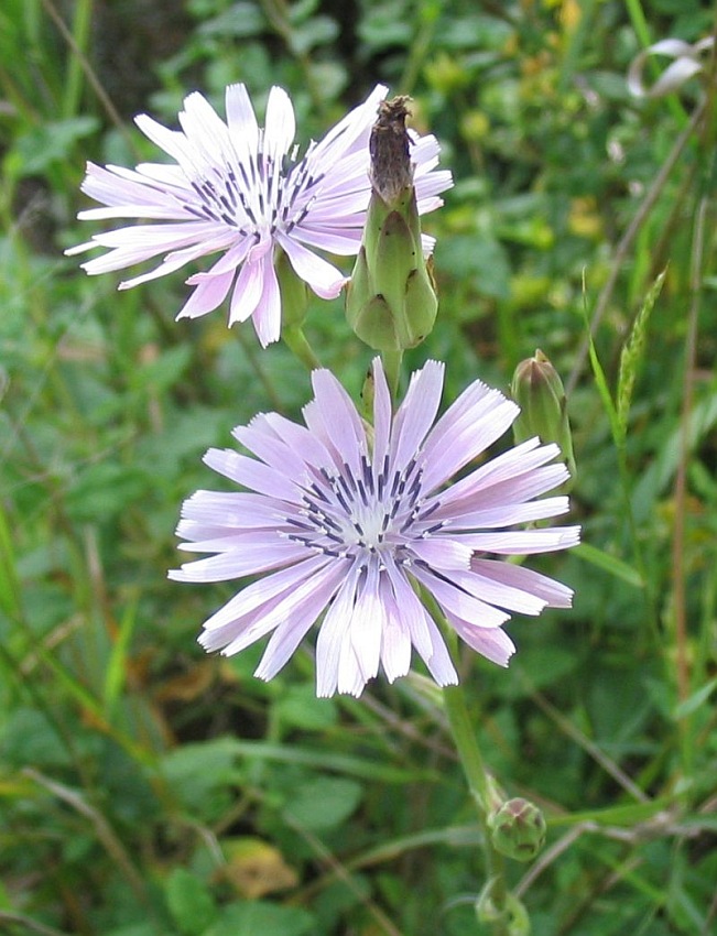 Изображение особи Lactuca tuberosa.