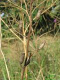 Смотреть изображение Delphinium hispanicum