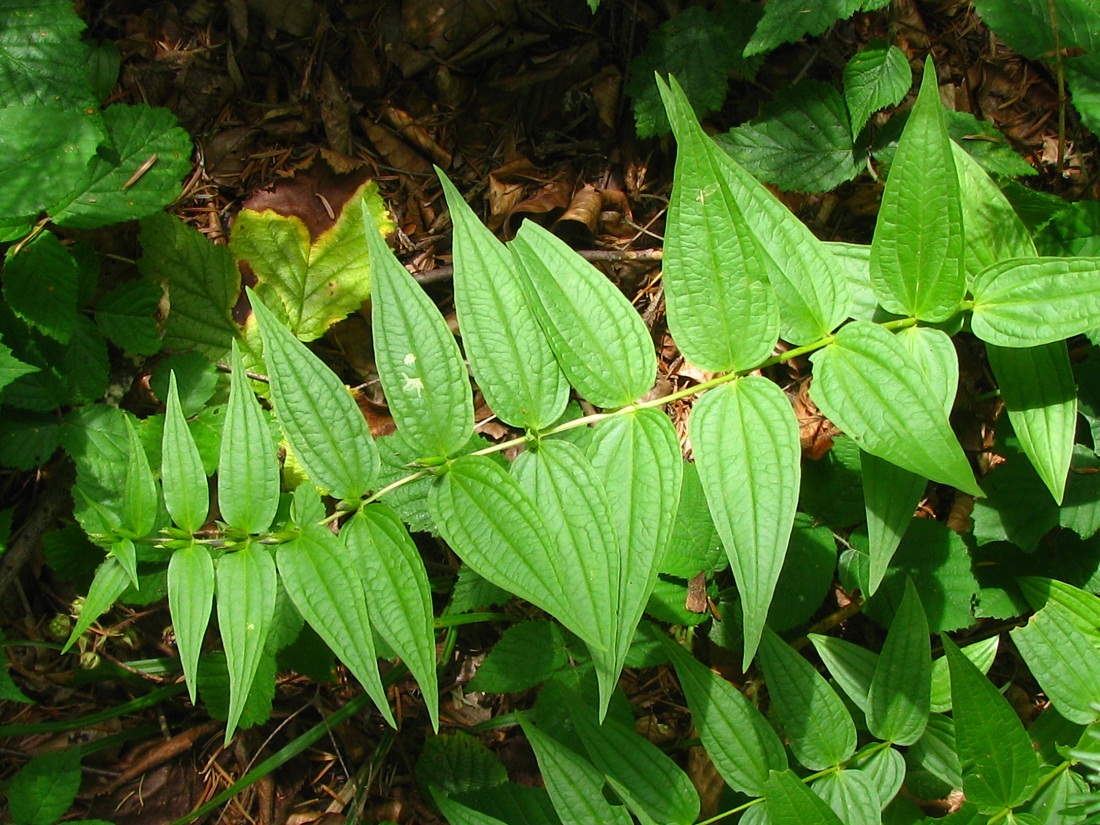 Image of Gentiana asclepiadea specimen.