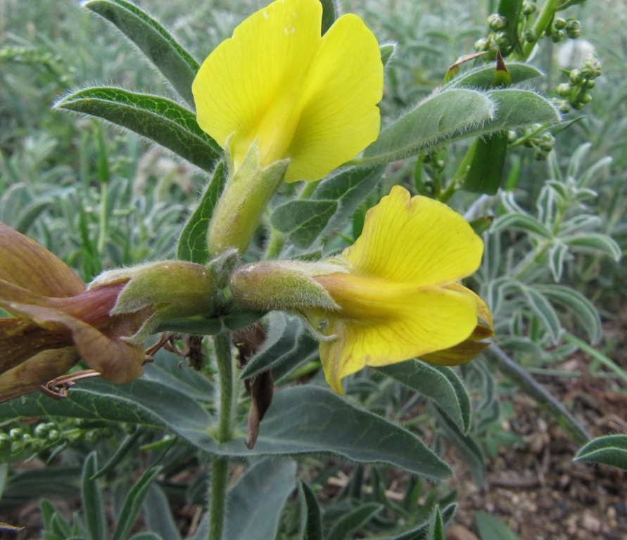 Изображение особи Thermopsis lanceolata.