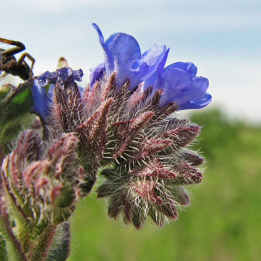 Image of Anchusa procera specimen.