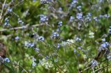 Myosotis ramosissima