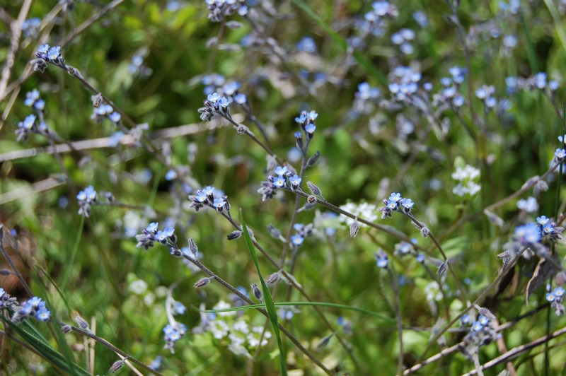 Image of Myosotis ramosissima specimen.