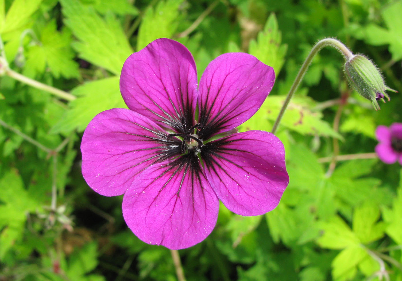 Изображение особи Geranium psilostemon.