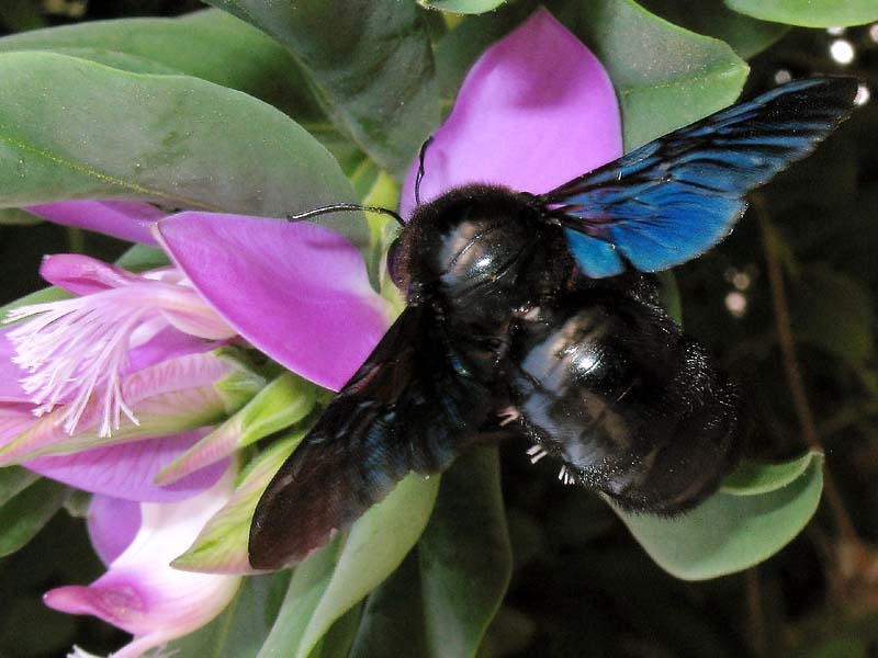 Image of Polygala myrtifolia specimen.