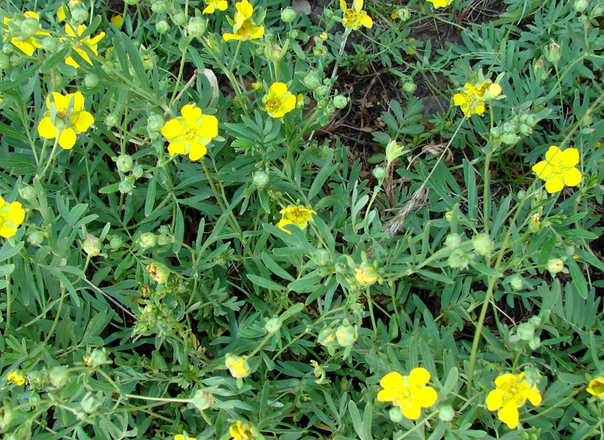 Image of Potentilla semiglabra specimen.