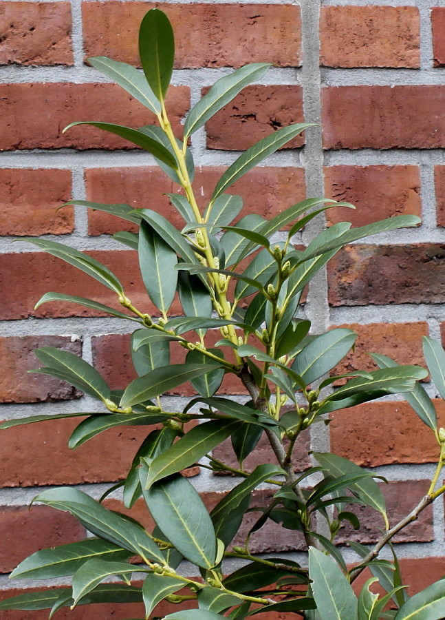 Image of Lauro-cerasus officinalis specimen.