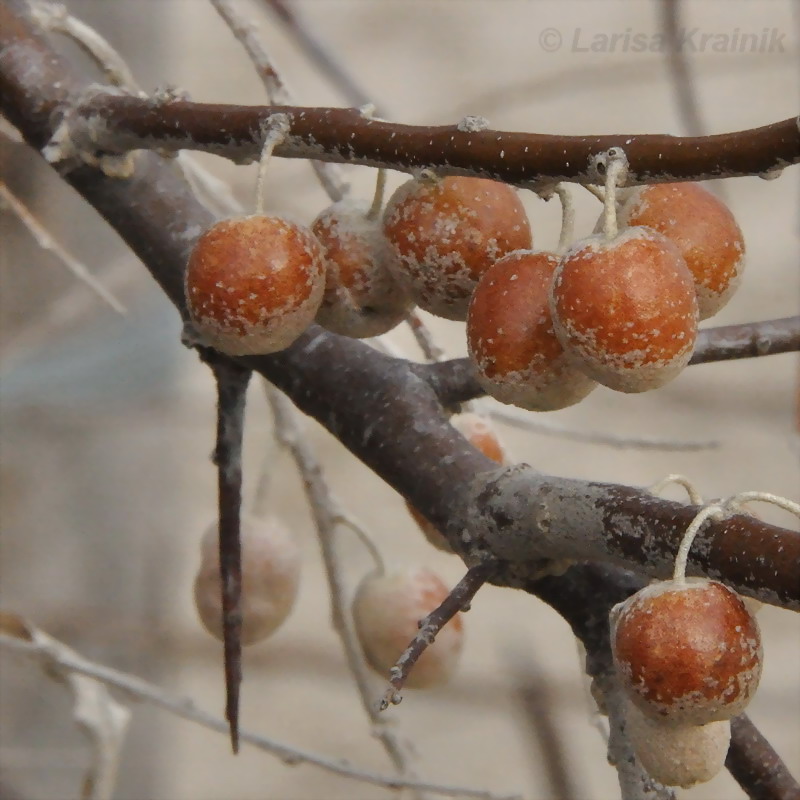 Изображение особи Elaeagnus angustifolia.