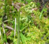 genus Pteridium