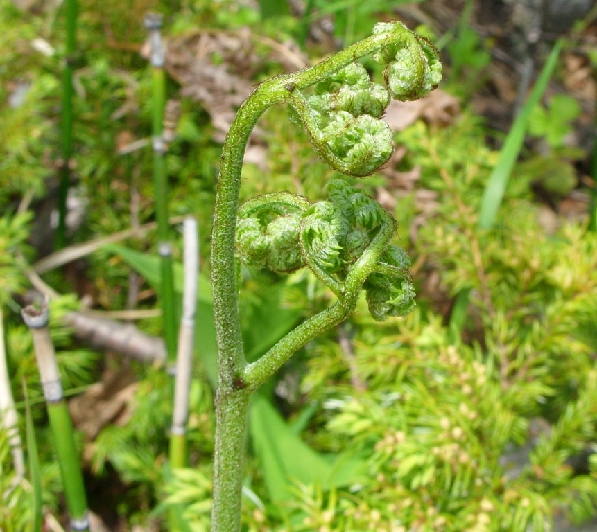 Изображение особи род Pteridium.