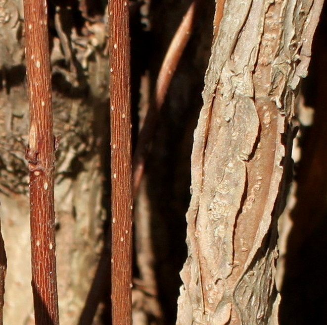 Image of Viburnum farreri specimen.