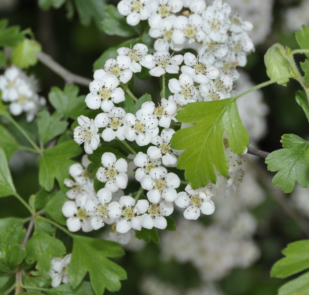 Image of Crataegus monogyna specimen.