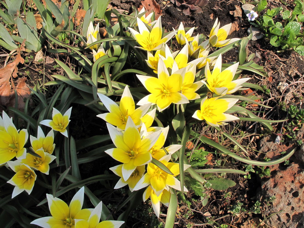 Image of Tulipa tarda specimen.