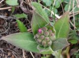 Pulmonaria mollis. Зацветающее растение. Иркутская обл., Шелеховский р-н, о.п. \"Дачная\", опушка соснового леса. 11.05.2013.