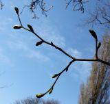 Tilia euchlora