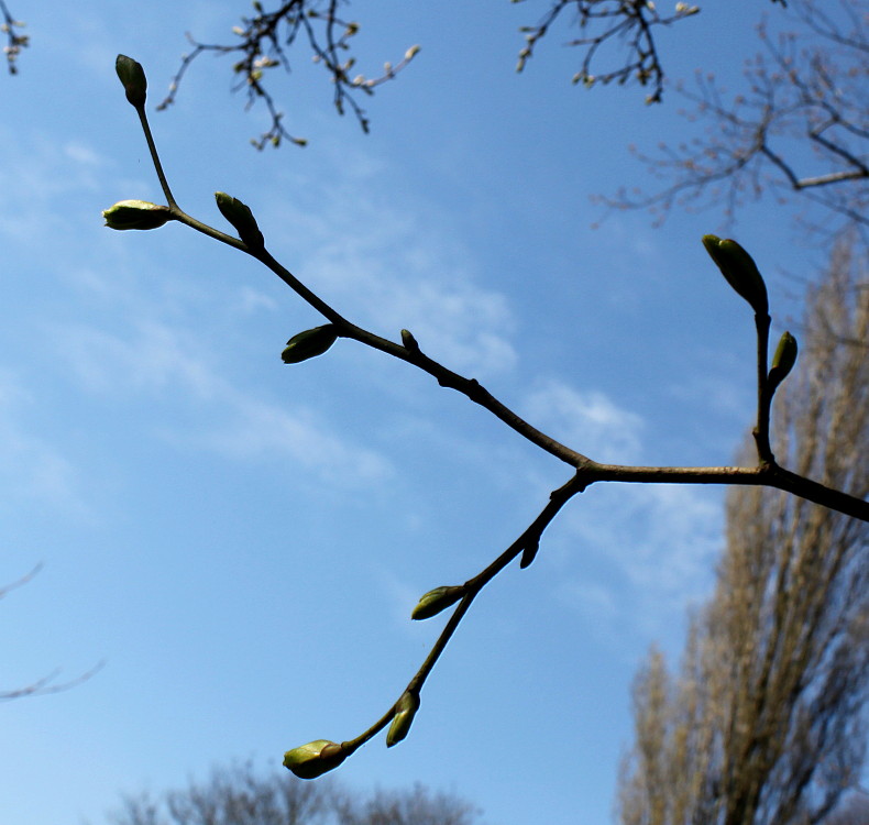 Image of Tilia euchlora specimen.