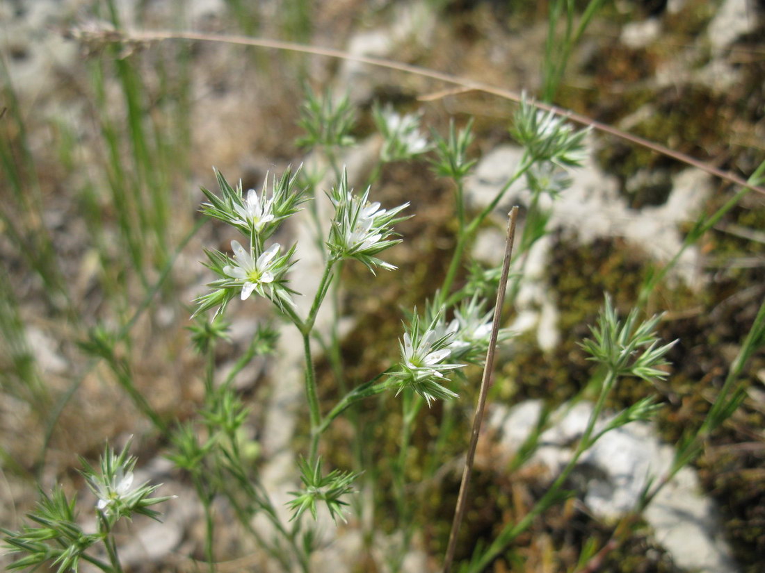 Image of Minuartia glomerata specimen.