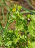 Ranunculus muricatus. Верхушка побега с цветком и плодами. Нагорный Карабах, Мартунинский р-н, окр. дер. Схторашен. 06.05.2013.