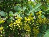 Berberis vulgaris