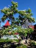 Catalpa speciosa